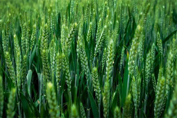 小麦磷肥施用原则