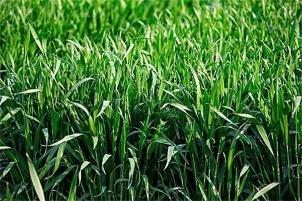 磷肥对小麦高产的作用 磷肥施用原则及注意事项