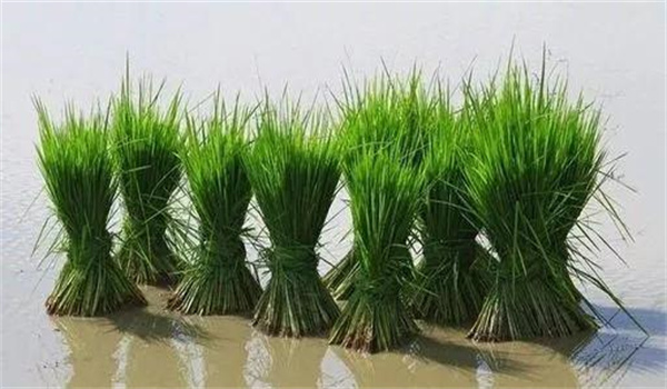 水稻秧苗多少天可以移栽