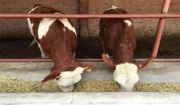 育肥牛一天的饲喂量 育肥牛快速育肥的饲料配方