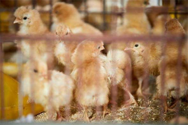 笼育雏鸡的饲养管理：温度、饮水与喂食的处理
