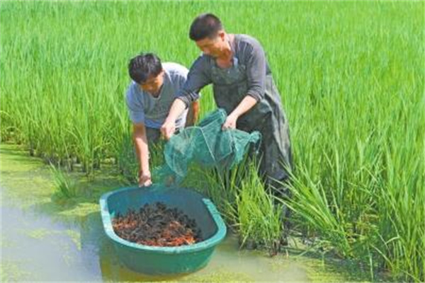怎样利用稻田养殖小龙虾