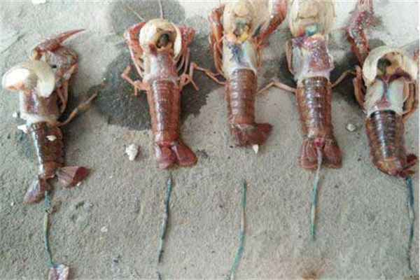 小龙虾脱壳有什么预兆，脱壳后多久壳会变硬
