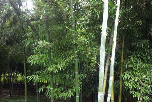 粉绿竹如何栽培管理 粉绿竹的形态特征简介