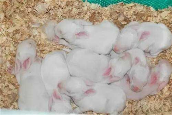 幼兔死亡原因有哪些 母兔产仔后几天带小兔出洞