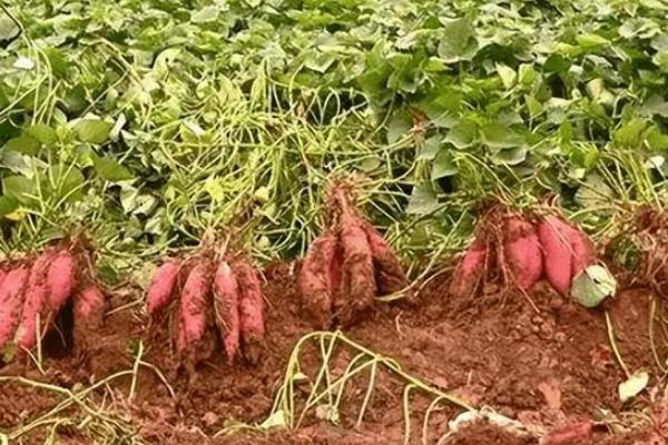 红薯种植几天后施肥
