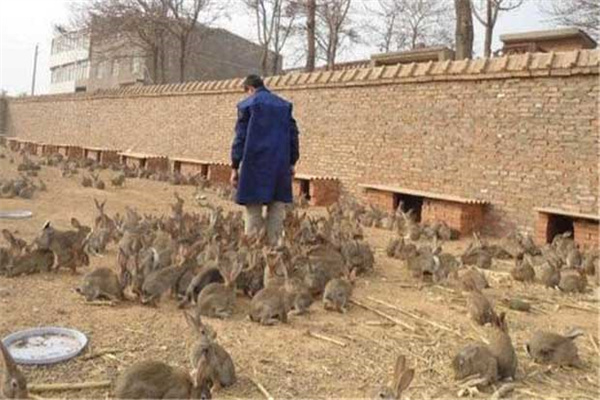 兔子的养殖环境要求