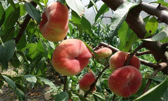 蟠桃为什么是扁的 是哪里的特产、有哪些品种