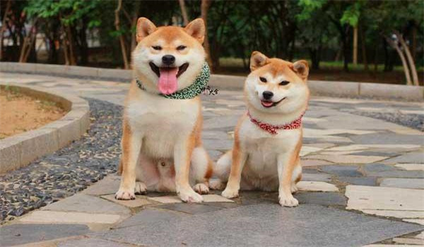 日本柴犬有哪些优点和特点
