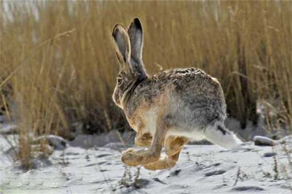 野兔冬天吃什么