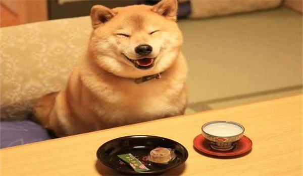 日本柴犬怎么养