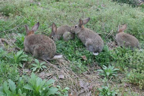 一亩地可以放养多少兔子 散养兔子如何过冬要注