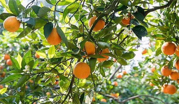 院子里可以种橙子树吗？橙子树几年才能结果