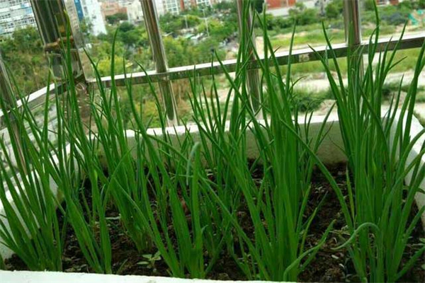 阳台种葱的方法和步骤、需要施什么肥料？