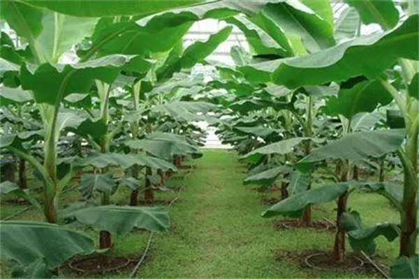 香蕉生长环境和条件