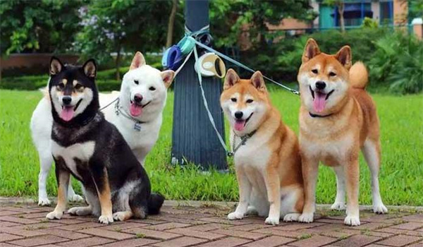 日本柴犬多少钱一只 日本柴犬有哪些优点和特点