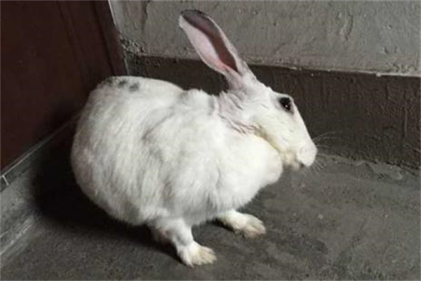兔子球虫病有什么症状