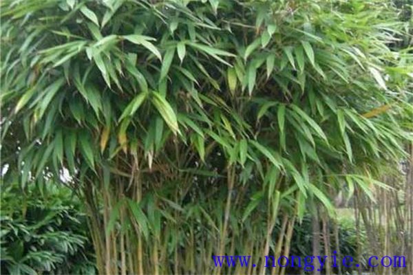 矢竹是什么竹子，矢竹的栽植方法