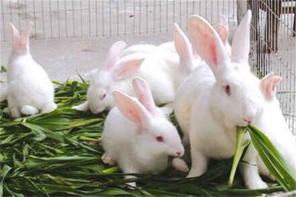 兔子的生活习性简介