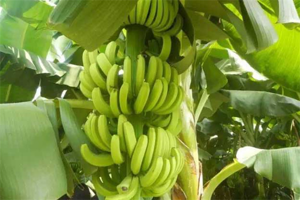香蕉一般多久成熟？香蕉生长环境和条件简介