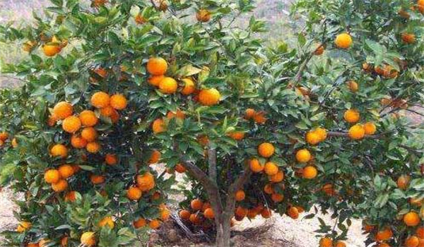 橙子树的种植技术要点