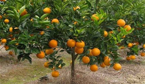 院子里可以种橙子树吗