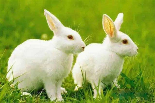 公兔和母兔可以放在一起养吗