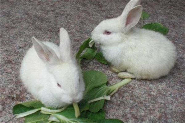新手养兔养多少只 公兔和母兔可以放在一起养吗