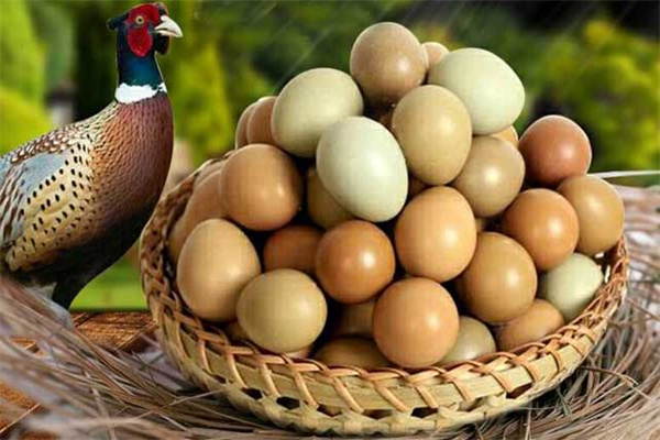 山鸡蛋孵化期间的温度湿度要求