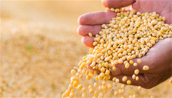豆粕供应有限、需求好转，支撑价格上涨！