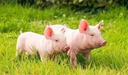 国家统计局：8月中旬生猪价格跌0.5%，玉米价格跌0.4%