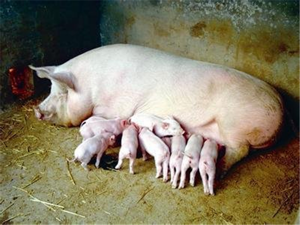 今日猪市评析：本轮猪周期高点大概率在10月底或者11月初，这个时间段未来猪价可期，但养猪人要谨慎！