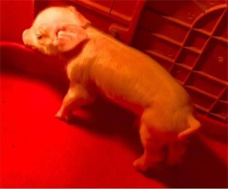 关注！西北农林科技大学首次获得多基因编辑克隆猪，对蓝耳病感染具强抵抗能力