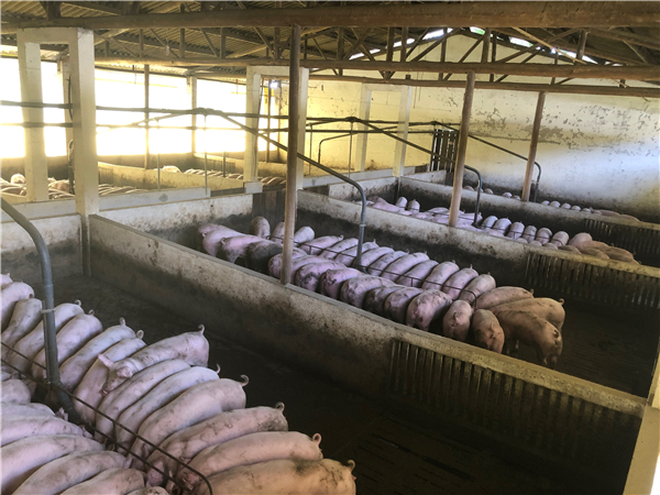豆粕跌破5200元/吨，饲料价格却“不降反升”？部分区域猪价较10月已下跌5元/公斤