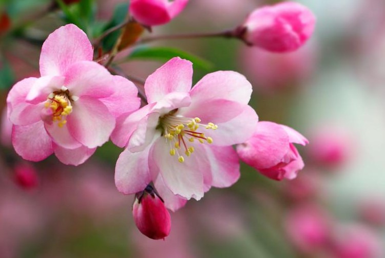 什么季节适合栽培红宝石海棠，红宝石海棠种植和播种的方法有哪些