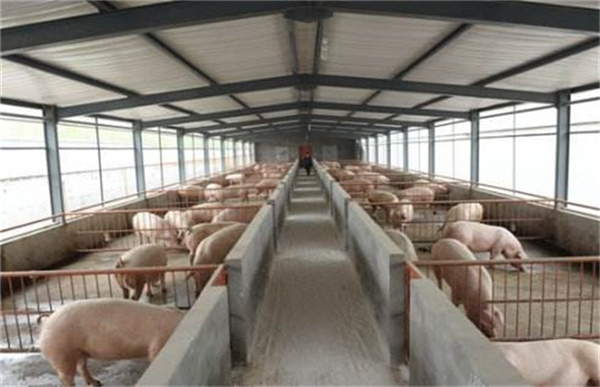 猪价为何出现快速回落？两月下跌40%，养殖端逼近亏损线