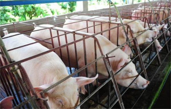 集团化猪企或透支2月出栏计划！养殖户仍要警惕猪价大幅下挫风险！