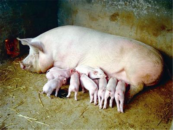 12月猪价落寞收官！春节前出栏利润仍不容乐观，建议养猪人适时调整养殖策略