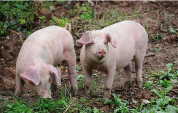 2022年上市猪企销售多少猪？牧原6120万头、温氏1790.86万头
