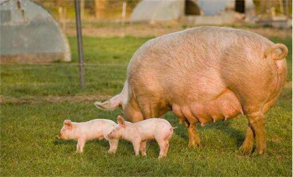 牧原、温氏等10家猪企2022年累计生猪销售量突破1亿头！占全国总销售量的17%以上