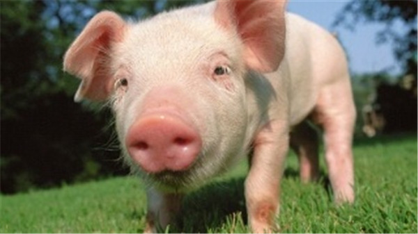 猪肉价格持续下跌，猪价春节前或维持较低水平？