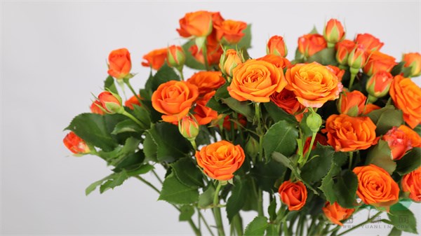 2022年度最受欢迎的玫瑰切花‘橙色芭比’.JPG