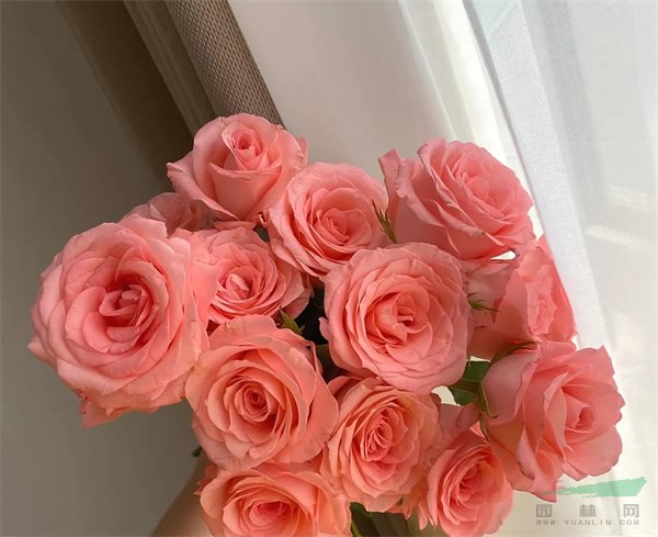 2022年度最受欢迎的玫瑰切花‘戴安娜’.jpg
