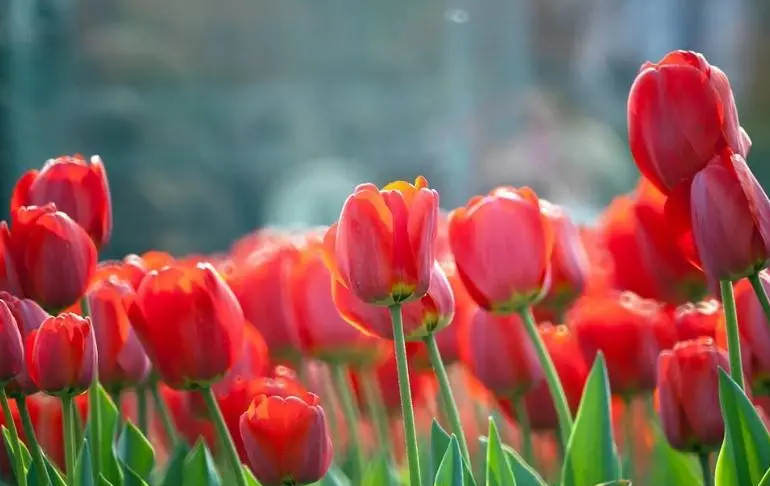 为什么郁金香是荷兰的国花
