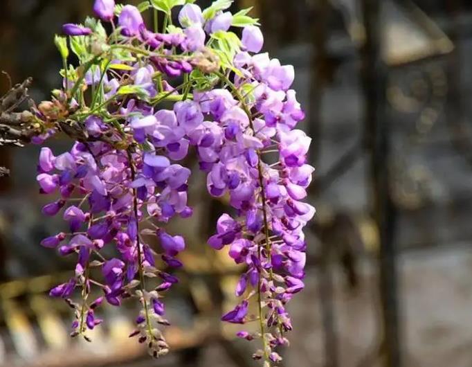 漂亮的紫藤花可以吃吗？它具有什么食用功效与作用？