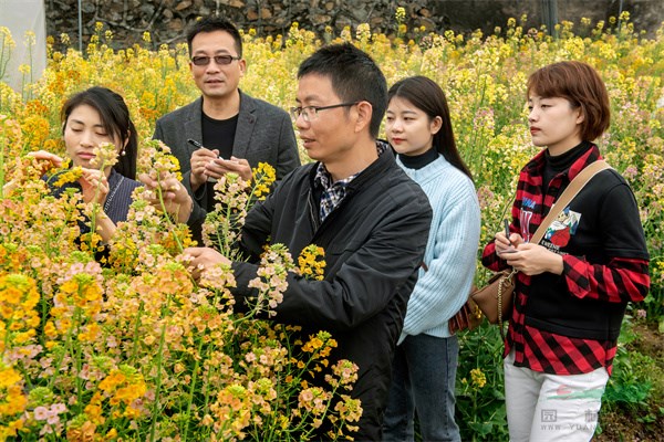 江西农大新增7色彩色油菜花，花色总数达63种