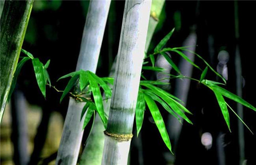 竹子的种类有哪些？竹子品种介绍