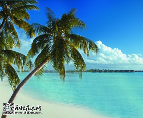 南方热带地区的一种象征：椰子树