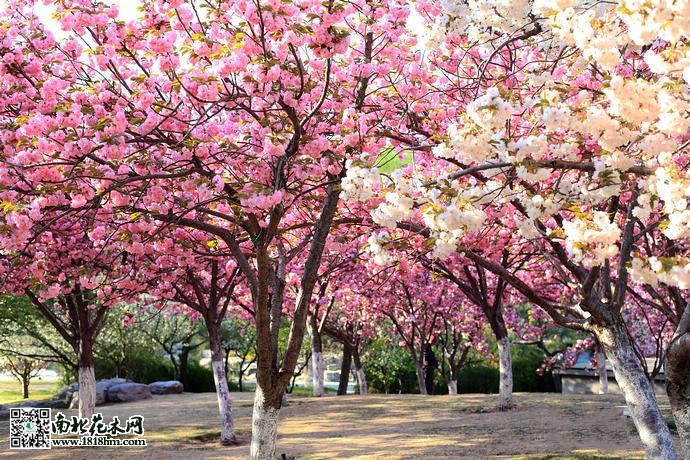 日本晚樱盛花期扦插技巧