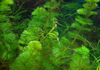 金鱼藻、绿菊、蜈蚣草区别方法